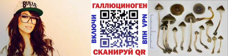 Купить закладки  Волхов  Псилоцибиновые грибы Magic Shrooms 